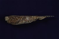 Mikado Pheasant Collection Image, Figure 8, Total 11 Figures